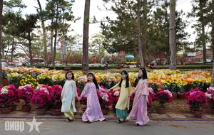 Experience the Vibrant Da Lat Tet Flower Market: A Colorful Celebration for Lunar New Year 2026 in Vietnam’s Iconic City of Flowers-1