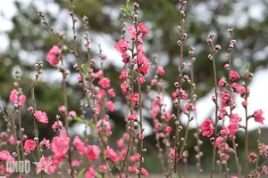Experience the Vibrant Da Lat Tet Flower Market: A Colorful Celebration for Lunar New Year 2026 in Vietnam’s Iconic City of Flowers-5