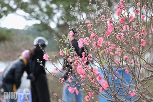 Experience the Vibrant Da Lat Tet Flower Market: A Colorful Celebration for Lunar New Year 2026 in Vietnam’s Iconic City of Flowers-0