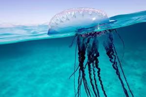 Deadly Portuguese Man O' War Washes Ashore Urgent Warning Issued for Beachgoers-7