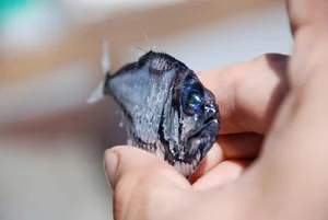 Discover the Mysterious Pacific Hatchetfish: A Deep-Sea Marvel with Bioluminescent Glow and Unique Hatchet-Shaped Body-1