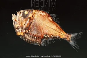 Discover the Mysterious Pacific Hatchetfish: A Deep-Sea Marvel with Bioluminescent Glow and Unique Hatchet-Shaped Body-3