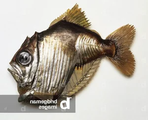 Discover the Mysterious Pacific Hatchetfish: A Deep-Sea Marvel with Bioluminescent Glow and Unique Hatchet-Shaped Body-6