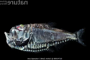 Discover the Mysterious Pacific Hatchetfish: A Deep-Sea Marvel with Bioluminescent Glow and Unique Hatchet-Shaped Body-2