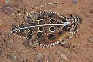 Discover the Texas Horned Lizard: The armored reptile that sprays blood from its eyes for unique self-defense-7