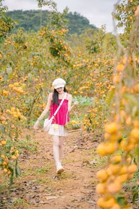 Discover Moc Chau's Ripe Persimmon Season: Vietnam's Enchanting Nature!-10
