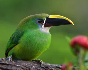 Enchanting Emerald: Discover the Hidden Jewel of Central America's Lush Cloud Forests-3