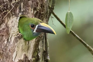 Enchanting Emerald: Discover the Hidden Jewel of Central America's Lush Cloud Forests-7