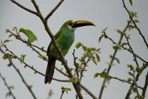 Enchanting Emerald: Discover the Hidden Jewel of Central America's Lush Cloud Forests-6