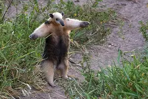 Tamandua: Mysterious 40cm Long-Tongued Anteater of South American Rainforest. Discover its Unique Self-Defense Strategy!-2