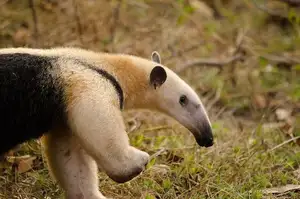 Tamandua: Mysterious 40cm Long-Tongued Anteater of South American Rainforest. Discover its Unique Self-Defense Strategy!-4