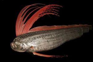 Giant Oarfish: Ocean Mystery, Natural Disaster Omen from the World's Longest Bony Fish-1