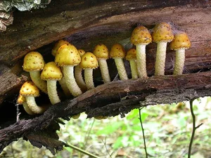 The Mysterious World of Fungi: Nature’s Fascinating Organisms That Are Neither Plants Nor Animals-4