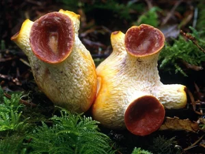 The Mysterious World of Fungi: Nature’s Fascinating Organisms That Are Neither Plants Nor Animals-7