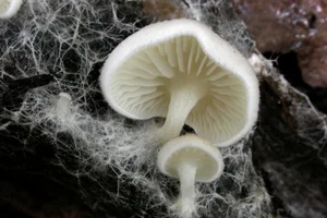 The Mysterious World of Fungi: Nature’s Fascinating Organisms That Are Neither Plants Nor Animals-2