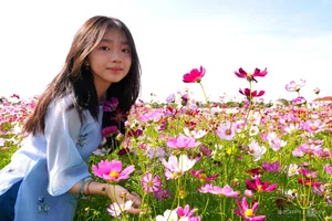 Discover the Stunning 2.5-Hectare Cosmos Flower Island in Ca Mau, Vietnam: A Vibrant Spring Floral Paradise for Nature Lovers and Photography Enthusiasts-6
