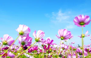 Discover the Stunning 2.5-Hectare Cosmos Flower Island in Ca Mau, Vietnam: A Vibrant Spring Floral Paradise for Nature Lovers and Photography Enthusiasts-5