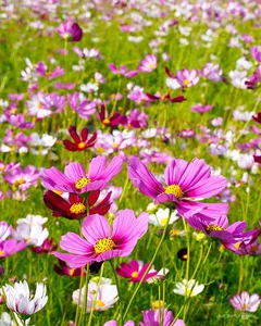 Discover the Stunning 2.5-Hectare Cosmos Flower Island in Ca Mau, Vietnam: A Vibrant Spring Floral Paradise for Nature Lovers and Photography Enthusiasts-8