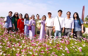 Discover the Stunning 2.5-Hectare Cosmos Flower Island in Ca Mau, Vietnam: A Vibrant Spring Floral Paradise for Nature Lovers and Photography Enthusiasts-9