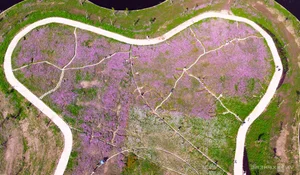 Discover the Stunning 2.5-Hectare Cosmos Flower Island in Ca Mau, Vietnam: A Vibrant Spring Floral Paradise for Nature Lovers and Photography Enthusiasts-10