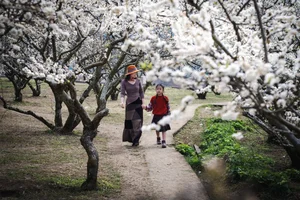 Discover the Rustic Spring Beauty of Ta Phinh Village: A Hidden Hmong Cultural Gem in Moc Chau, Northern Vietnam-8