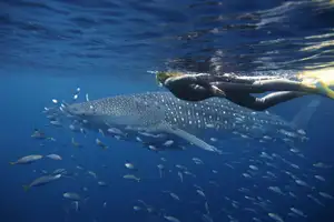 Witness giant sea turtles in Australia's ocean paradise: A magical moment on untouched sands-5