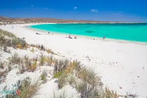 Witness giant sea turtles in Australia's ocean paradise: A magical moment on untouched sands-7