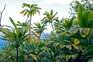 Can Plants Remember? Exploring Controversial Experiments on Plant Intelligence and the Fascinating Memory of Mimosa Pudica-8
