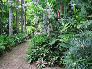 Can Plants Remember? Exploring Controversial Experiments on Plant Intelligence and the Fascinating Memory of Mimosa Pudica-5