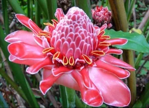 Can Plants Remember? Exploring Controversial Experiments on Plant Intelligence and the Fascinating Memory of Mimosa Pudica-2