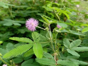 Can Plants Remember? Exploring Controversial Experiments on Plant Intelligence and the Fascinating Memory of Mimosa Pudica-3