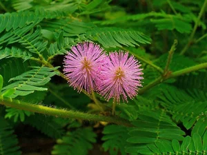 Can Plants Remember? Exploring Controversial Experiments on Plant Intelligence and the Fascinating Memory of Mimosa Pudica-6