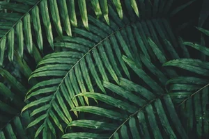 Can Plants Remember? Exploring Controversial Experiments on Plant Intelligence and the Fascinating Memory of Mimosa Pudica-0