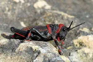 Discover the Poisonous Foam Grasshopper: A creature with striking colors warning of its deadly 'living toxin reservoir'-3
