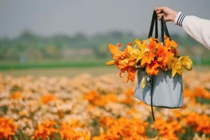 Golden Bliss: The Dreamy Lily Fields Along Kinh Thay River, Hai Phong-5