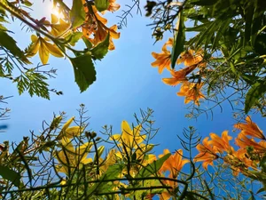 Golden Bliss: The Dreamy Lily Fields Along Kinh Thay River, Hai Phong-7