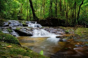 Bidoup Nui Ba Trekking: A Soulful Journey Through Vietnam’s Misty Ancient Forests and Mossy Trails-4