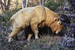 Unveiling the Himalayan Takin: Mysterious Half-Buffalo, Half-Antelope Dominating Icy Peaks-3