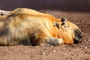 Unveiling the Himalayan Takin: Mysterious Half-Buffalo, Half-Antelope Dominating Icy Peaks-8