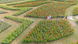 Stunning Giant Lotus Flower Installation at Hue Imperial City: A Vibrant Lunar New Year Celebration in Vietnam-2