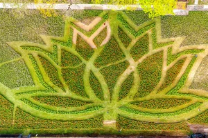 Stunning Giant Lotus Flower Installation at Hue Imperial City: A Vibrant Lunar New Year Celebration in Vietnam-5