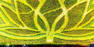 Stunning Giant Lotus Flower Installation at Hue Imperial City: A Vibrant Lunar New Year Celebration in Vietnam-0