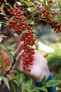 Miho Machiyama FRIDAY Digital Photo Book Scarlet Vol.2: Captivating Japanese Beauty Unveiled-1