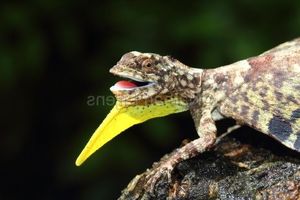 Draco Flying Lizards in Vietnam Uncover Their Amazing Gliding Mechanism and Untold Secrets-3
