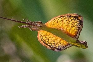Draco Flying Lizards in Vietnam Uncover Their Amazing Gliding Mechanism and Untold Secrets-5