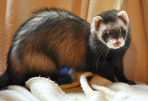 Discover the Mysterious Charm of Ferrets - The Intelligent and Playful Companion-0