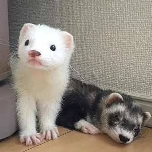 Discover the Mysterious Charm of Ferrets - The Intelligent and Playful Companion-1