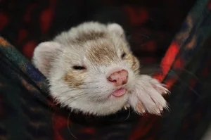 Discover the Mysterious Charm of Ferrets - The Intelligent and Playful Companion-7