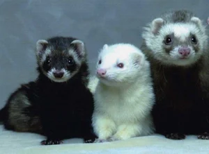 Discover the Mysterious Charm of Ferrets - The Intelligent and Playful Companion-8