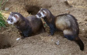 Discover the Mysterious Charm of Ferrets - The Intelligent and Playful Companion-3